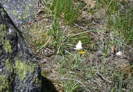 Trinity Alps Canyon Creek June 2013 033