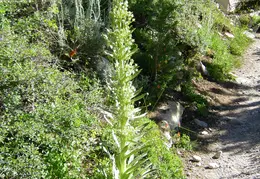 Upper Kern August 2010 009