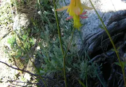 Upper Kern August 2010 011