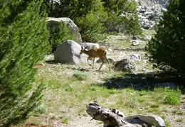 Upper Kern August 2010 015