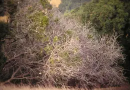 A Day in the Life of Mt Diablo 003