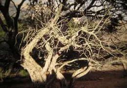 A Day in the Life of Mt Diablo 005