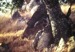 A Day in the Life of Mt Diablo 006