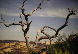 A Day in the Life of Mt Diablo 012