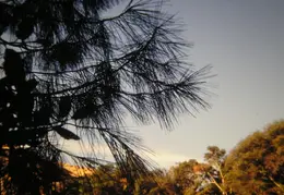 A Day in the Life of Mt Diablo 015