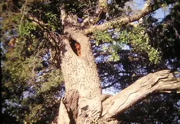 A Day in the Life of Mt Diablo 021