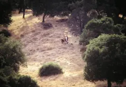 A Day in the Life of Mt Diablo 046