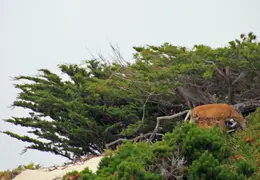 Asilomar July 2010 002
