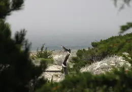 Asilomar July 2011 020