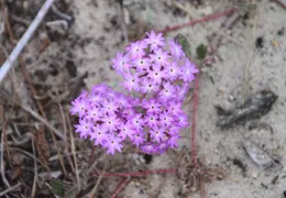 Asilomar July 2011 046