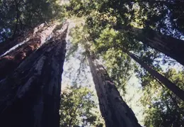 Big Basin Redwoods State Park
