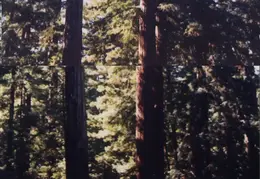 Big Basin Redwood Trees 3