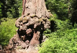 Big Basin Redwoods State Park 2004 019