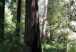 Big Basin Redwoods State Park 2004 023