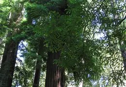Big Basin Redwoods State Park 2004 027