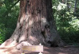 Big Basin Redwoods State Park 2004 033