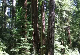 Big Basin Redwoods State Park 2004 039