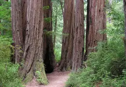 Big Basin Redwoods State Park 2004 046