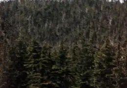 Alaska 1990 032
