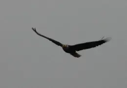 Alaska Cruise 2010 044