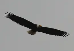Alaska Cruise 2010 045