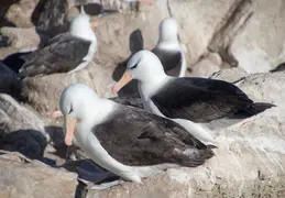 Antarctica Cruise 20181224 New Island Falklands