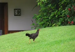Tahiti 2007 0 031