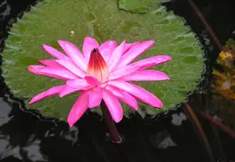 Tahiti 2007 0 036