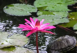 Tahiti 2007 0 038