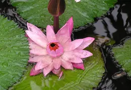 Tahiti 2007 0 040