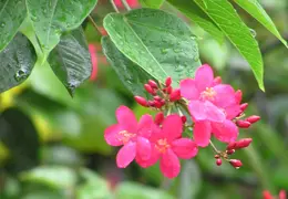 Tahiti 2007 0 048
