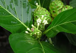 Tahiti 2007 0 051