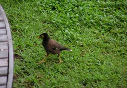 Tahiti 2007 0 052