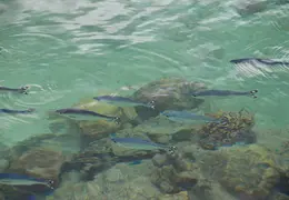 Tahiti Cruise 2013 0007