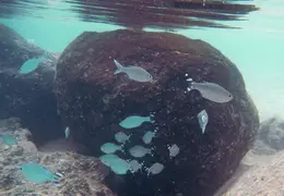 Tahiti Cruise 2013