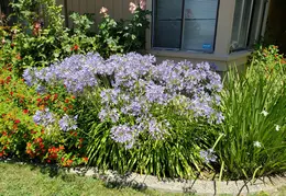 Agapanthus 20190721