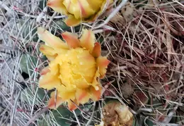Barrel Cactus Flowers 20200531 01