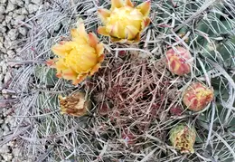 Barrel Cactus Flowers 20200531 02