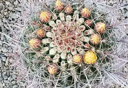 Barrel Cactus Flowers 20200531