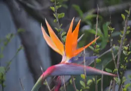 Bird Of Paradise 20170405