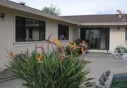 Bird Of Paradise Our House 01