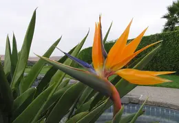 Bird Of Paradise Our House 03