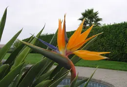 Bird Of Paradise Our House 04