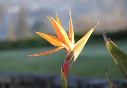 Bird Of Paradise Our House 06