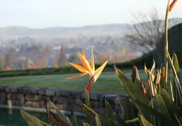 Bird Of Paradise Our House 07