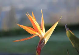 Bird Of Paradise Our House 08