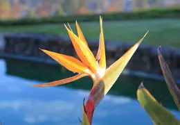 Bird Of Paradise Our House 09