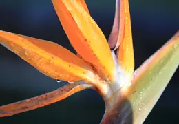 Bird of Paradise Our House