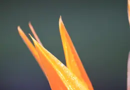Bird Of Paradise Our House 12