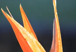 Bird Of Paradise Our House 13